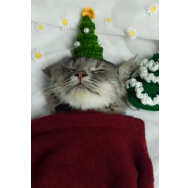 Nón cây thông đáng yêu đón noel cho mèo bằng len