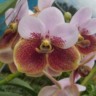 HOA LAN VANDA