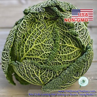 Hạt giống Cải bắp nhăn F1