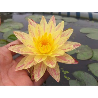 Cây súng Paranee Tanachai siêu đẹp- cây trưởng thành.