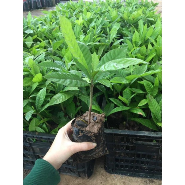 Cây giống Vũ sữa Hoàng Kim