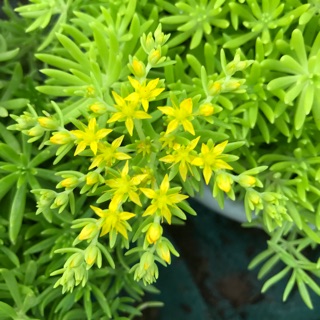 Hoa mười giờ sao vàng chậu treo giá chỉ 50k, 2 chậu 90k