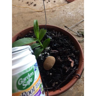 Siêu kích  rễ  Mỹ Take root 56gr