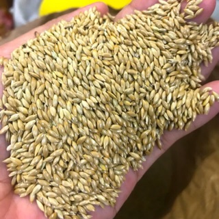 500g Hạt láng yến hàng Ý.