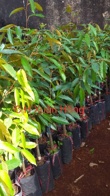 Cây giống sầu riêng Musang King cao 100cm, hình 3,4,6.