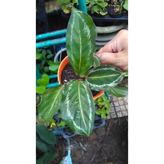 Cây đuôi công xanh viền trắng