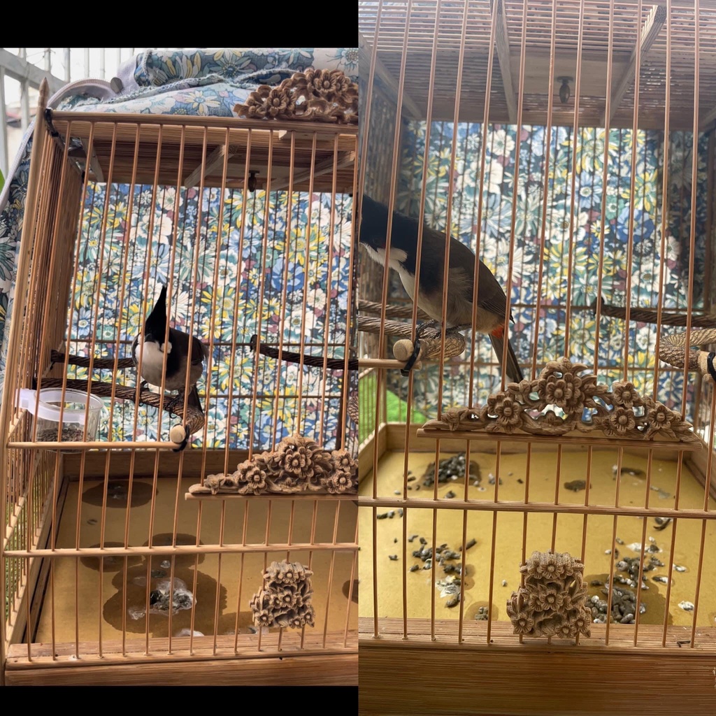 [Ảnh thật tự chụp] Lọ Bổ Sung Đủ Dưỡng Chất Cho Chim - Chuyên Cho Người Chơi Chim Cảnh, Thi Đấu