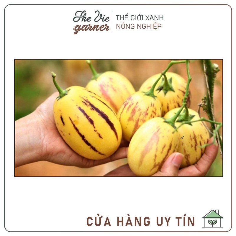 [HỎA TỐC TPHCM]  Cây chậu, cây dưa PEPINO, đã phát triển khỏe mạnh