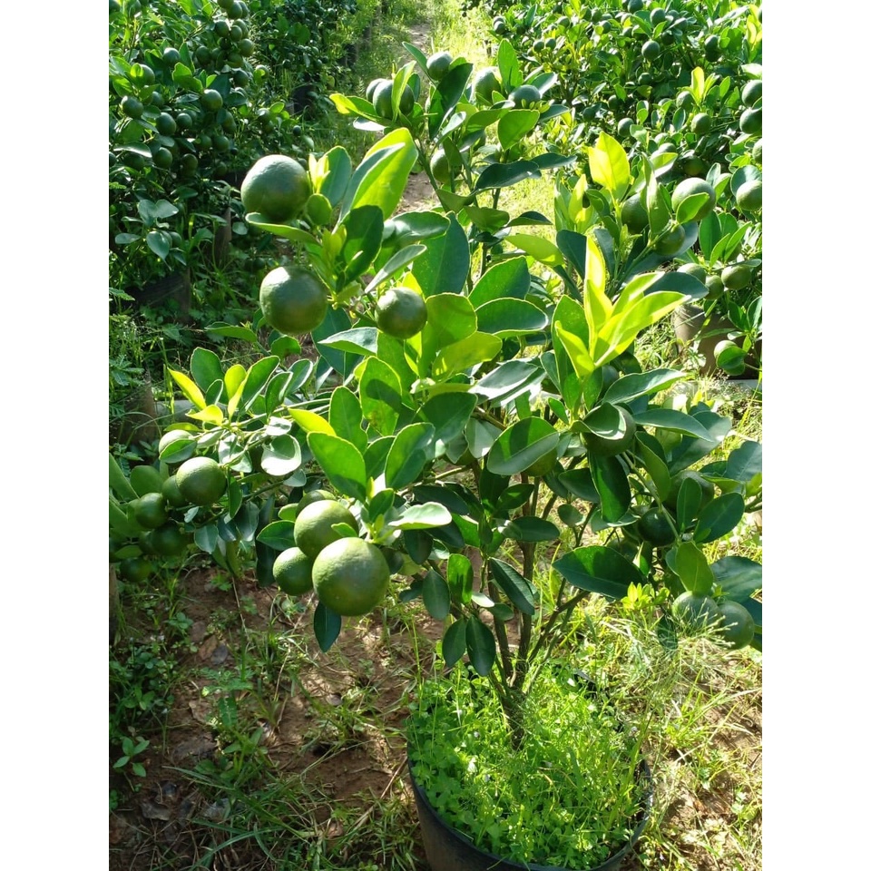Cây quất nhỏ, cây tắc mini cao 30-40cm