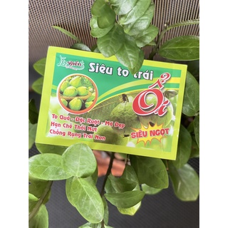 Phân Bón Ổi Lớn quả, bóng quả, ngọt quả, đẹp mã lớn quả, to quả, siêu ngọt chắc quả ổi