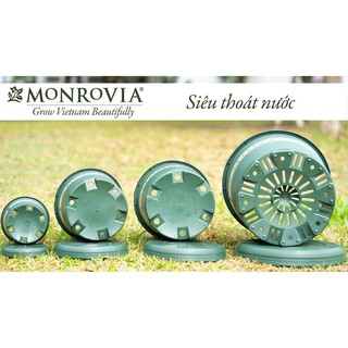 Combo 50 chậu MONROVIA 3Galion