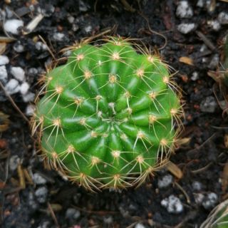 Lobi gieo hạt - xương rồng