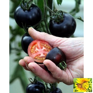Hạt giống Cà chua đen F1