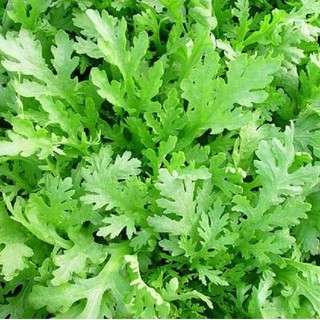 Hạt Giống Rau Tần Ô (20g)