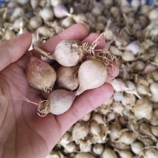 [500g Tỏi cô đơn] Đặc sản Sơn La
