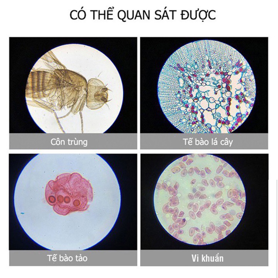 Kính hiển vi sinh học 100x -1200x phóng đại cao dành cho học sinh - kính hiển vi quang học cho trẻ em