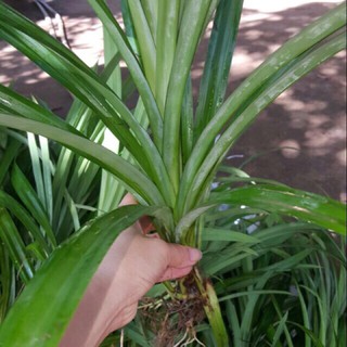 Cây lá tám cây lá dứa thơm cho màu xanh 10k