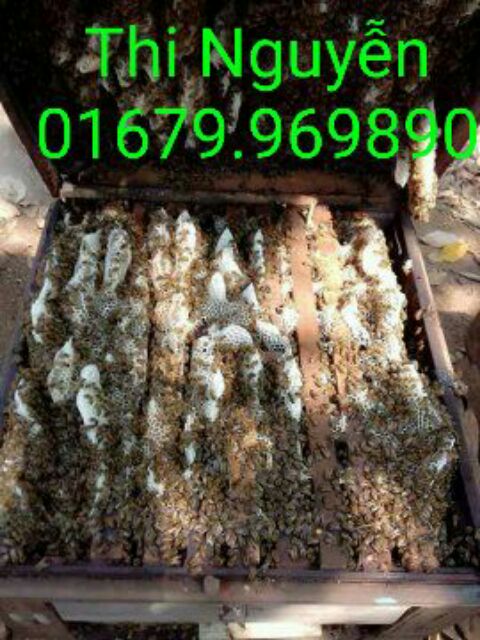 1lit MẬT ONG HOA CÀ PHÊ TÂY Nguyên