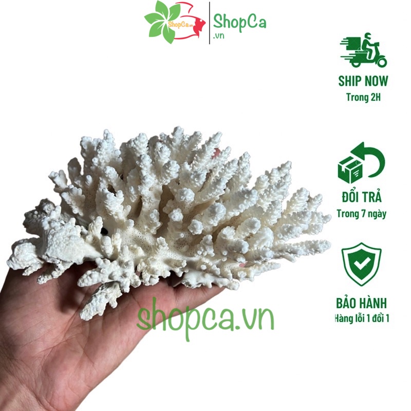 San Hô Bông Trang Trí Hồ Cá - Giúp Tăng Ph Nước Giếng