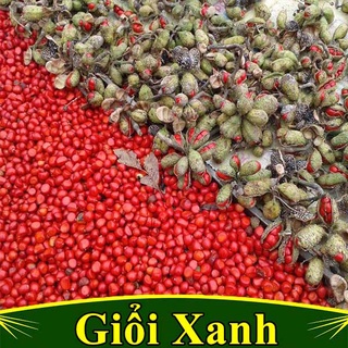 Cây giống Dổi ghép. [ Giống Cây ghép Cho trái sớm ].