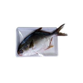 - Cá chim biển tươi nguyên con cấp đông 420g - 500g/con