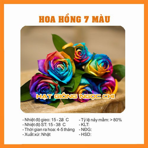 Hạt Giống Hoa Hồng 7 Sắc - 10 Hạt