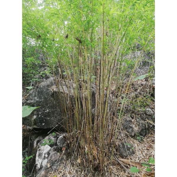 Cây mạy loi, cây loi - trúc siêu thẳng