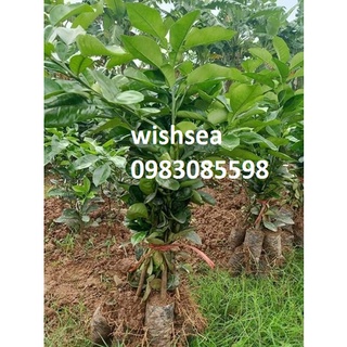 Cây bưởi ruby ruột đỏ thái lan