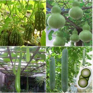 Bộ 4 gói hạt giống bầu bí ( 1 bầu hồ lô + 1 bí xanh dài + 1 bầu sao + 1 bí hạt đậu )