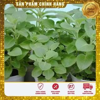 Hạt Giống Rau Húng Lá Chanh