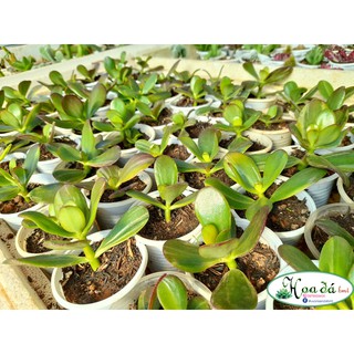 Sen đá thạch bích mini Hoa Đá BMT
