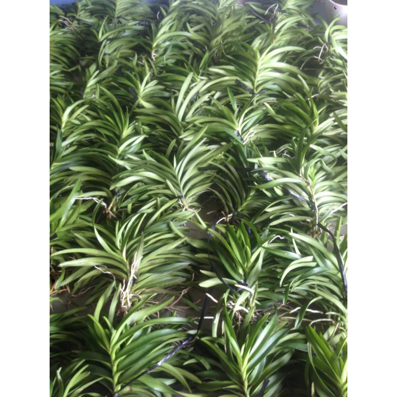 Combo 6 Cây Lan Mokara màu Vàng,Hồng,Tím,Cam,Đỏ,Trắng cao 20-30cm