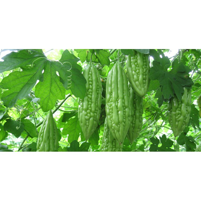 ( SIÊU RẺ ) Hạt giống mướp đắng (khổ qua) 10 hạt/ gói