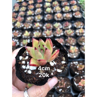 Sen đá Đế Vương 4cm