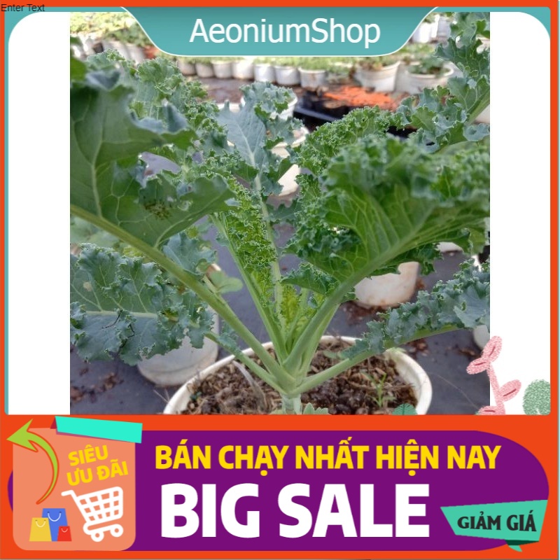 [ CÂY GIỐNG ] CẢI KALE XOẮN XANH