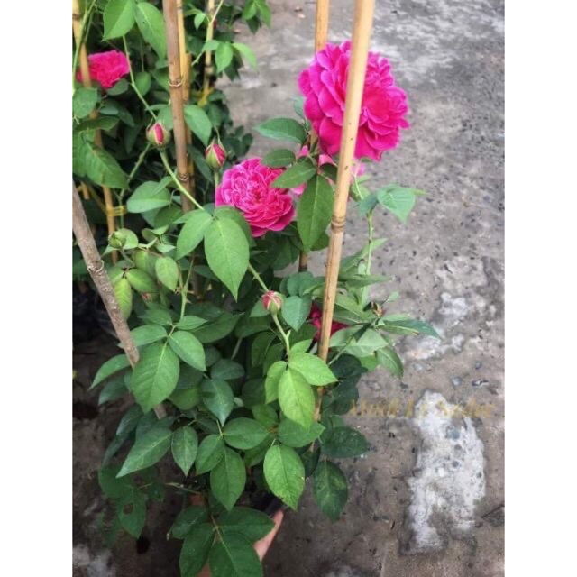 Hồng leo tường vi