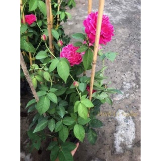Hồng leo tường vi