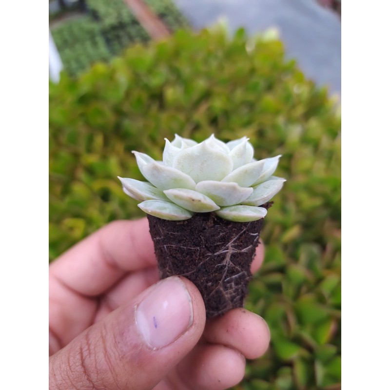 Sen đá ngọc bích SONDA GARDEN size mini 2.5-4cm, xuất xứ Đà Lạt, khoẻ đẹp, lỗi 1 đổi 1