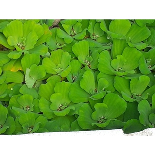 Bèo cái thủy sinh 5 bông