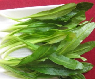 Hạt giống mùi tàu