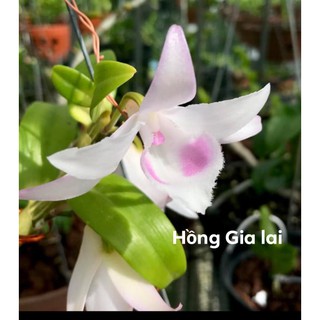 [Rẻ Vô Địch] Phi Điệp Hồng Gia Lai (cây con Giống gieo hạt)