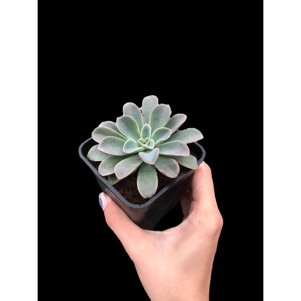 SEN ĐÁ Echeveria Fantastic Fountain