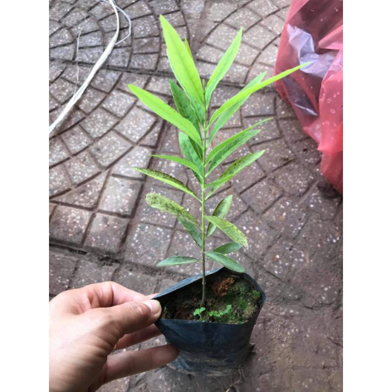 Cây giống đàn hương