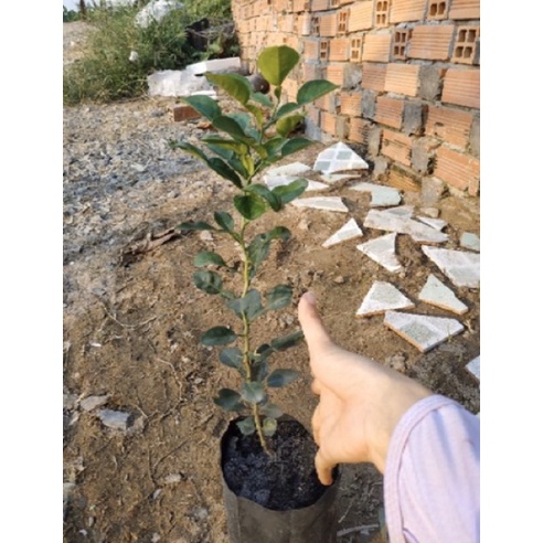 Cây chúc  tặng phân bón