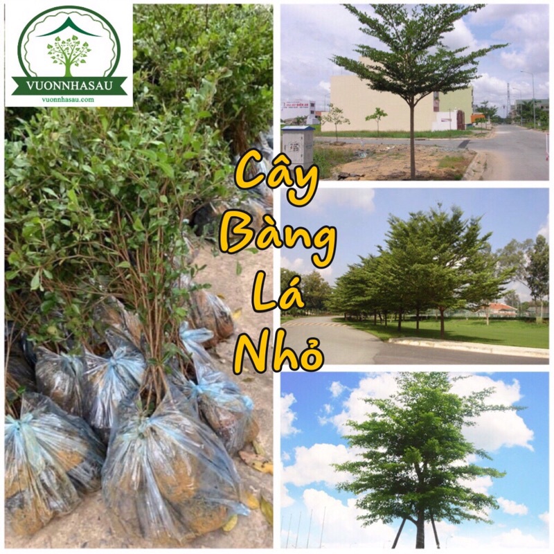 Cây Bàng Đài Loan - Bàng Lá Nhỏ Cây cao 1m-1m2