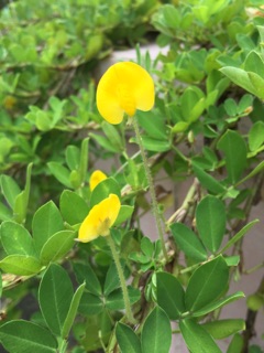 Cỏ lạc- ship hàng thứ 2