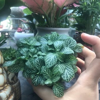 Cây cẩm nhung mang ý nghĩa may mắn