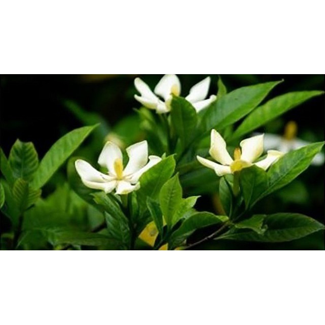 Hạt giống Hoa Dành Dành Cánh Kép Cực Hiếm -Gardinia 10 hạt bạch thiên hương, hoa nở to, toả hương thơm ngào ngạt
