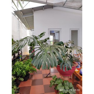 Chậu cứng Trầu bà Nam Mỹ