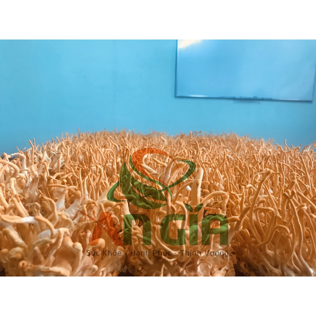 [NÓI KHÔNG VỚI HÀNG NHÁI TỪ TQ] Đông Trùng Hạ Thảo BDAGRI SẤY KHÔ THĂNG HOA LOẠI II (LỌ 20G) - Nuôi trồng tại Việt Nam | BigBuy360 - bigbuy360.vn